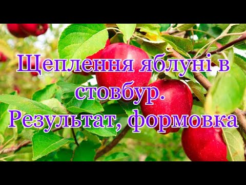 Видео: Щеплення яблуні в стовбур. Результат, формовка