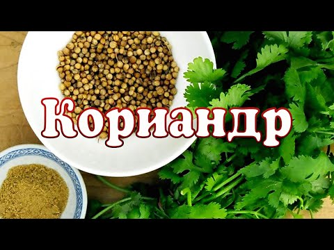 Видео: Специи. Кориандр или кинза. ENG SUB.