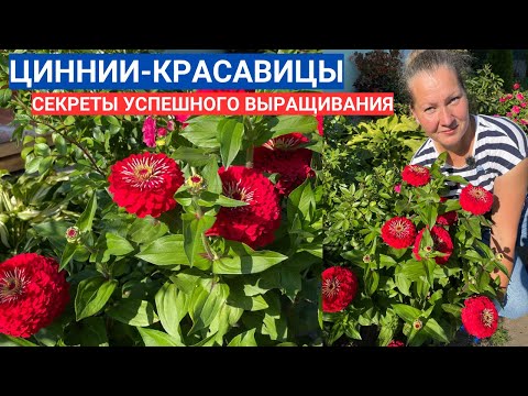 Видео: СОВРЕМЕННЫЕ ЦИННИИ - ТАКИХ КРАСИВЫХ ВЫ ЕЩЕ НЕ ВИДЕЛИ. НОВОЕ ПОКОЛЕНИЕ ЦИННИЙ ДЛЯ ВАШЕГО САДА