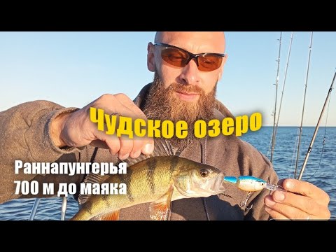 Видео: Окунь на воблеры . Чудское озеро 2024 ,