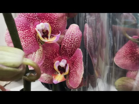 Видео: К нам в Сочи приехали прекрасные орхидеи.. 🌺
