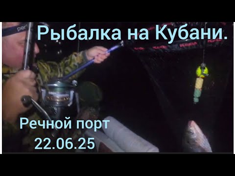Видео: Ловим толстолоба на реке Кубань