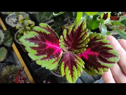 Видео: Мои колеусы в марте. Встречаем весну.