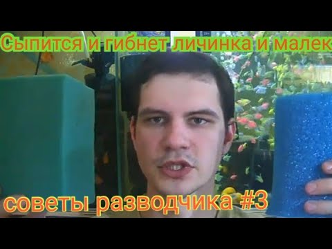 Видео: Почему погибает малёк и личинка у Дискусов? Советы разводчика №3