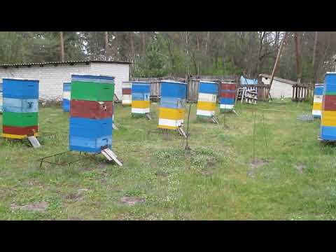 Видео: Причина появления "АСКОСФЕРОЗА". Как лечить?