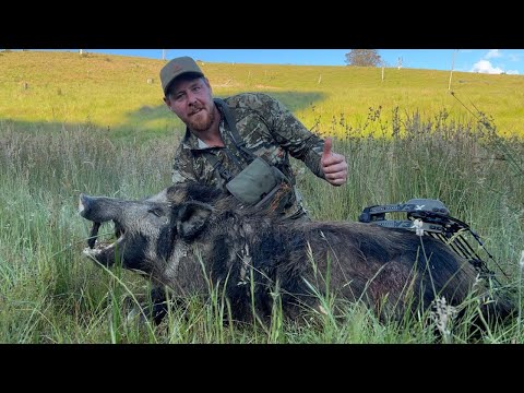 Видео: ОХОТА ИЗ ЛУКА НА ГОРНЫХ КАБАНОВ!!!