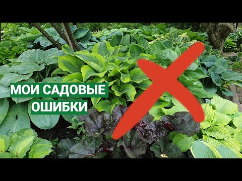 Видео: Главные ошибки, которые я совершила в саду
