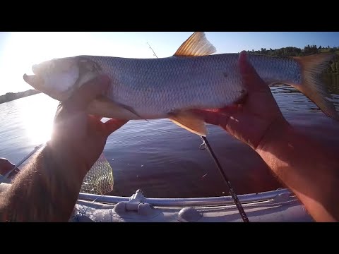 Видео: Троллинг на р.Оке в июне 2022. Клюет судак и не только.....Жерех на троллинг.