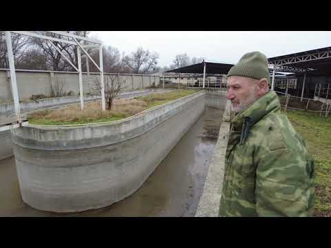 Видео: В гостях у Фонда кабардинской лошади / карьера в конных пробегах/ M-H
