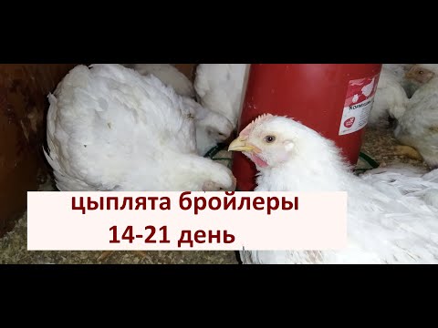 Видео: Цыплята бройлеры 14 -21 день. Часть-2.  Выращивание цыплят бройлеров в простых домашних  условиях.