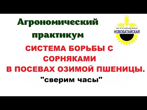 Видео: Система борьбы с сорняками в  посевах озимой пшеницы. "Сверим часы"