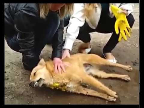 Видео: Домашний питомец (выпуск 9)  (Отравления собак) (РИА Биробиджан)