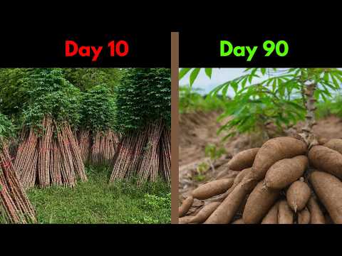 Видео: Как начать коммерческое выращивание маниоки в Нигерии (для начинающих)