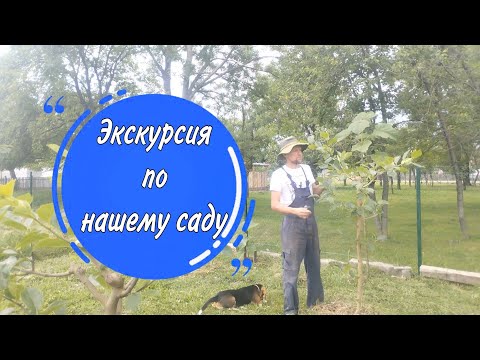 Видео: Экскурсия по нашему фруктовому саду