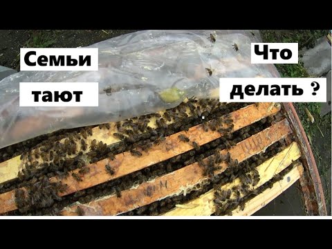 Видео: Борьба с ослаблением пчелиных семей.