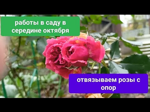 Видео: Работы в саду в середине октября. Отвязываем розы с опор 