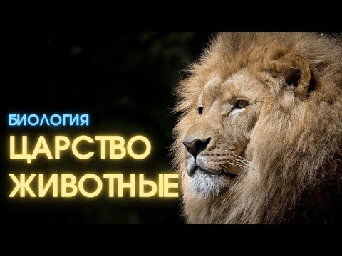 Видео: Биология. Царство Животные