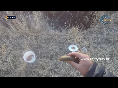 Видео: ОЛЖА - БЫЖЫ ӨЗЕНІНІҢ САҒАСЫ / АСМАН БАЛЫҒЫ / 12.12.21