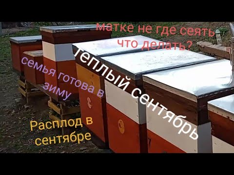 Видео: Матке не где сеять.Всё залито мёдом.