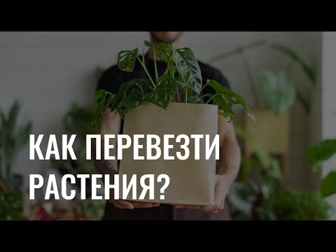 Видео: Как перевезти комнатные растения?