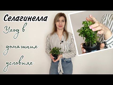 Видео: Селагинелла. Уход в домашних условиях. Неприхотливый сад