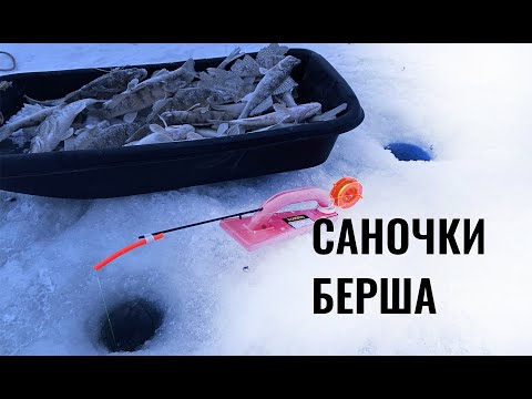 Видео: Саночки берша. Волжский судак или бёрш. Ловля берша на тюльку.
