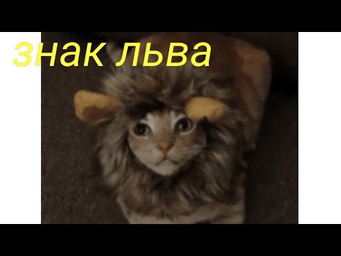 Видео: Львы с детства думают, что они лучше всех