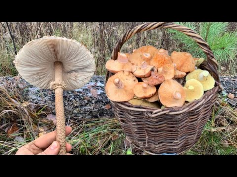 Видео: Пізні осінні Гриби - Рижики та Маслюки. Збір грибів у Листопаді