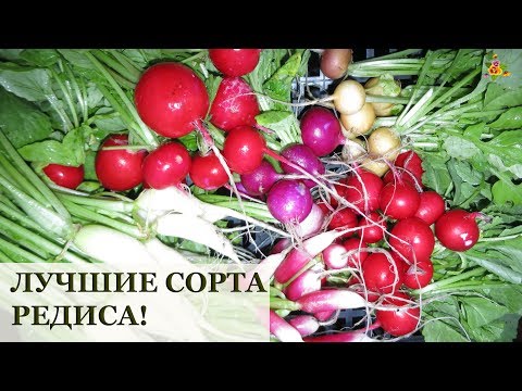 Видео: ЛУЧШИЕ сорта редиса! / Жара, Виола, Сосулька, Злата, Фараон, 18 дней и Французский завтрак 3