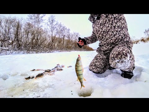 Видео: Тонны рыбы под ногами, клюет в каждой лунке!!! Рыбалка 2025 или окунь на мормышку. Рыбалка 2025.
