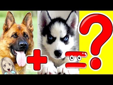 Видео: Самые милые гибриды собак разных пород!АМЫЕ МИЛЫЕ ГИБРИДЫ СОБАК РАЗНЫХ ПОРОД // МоМо