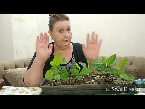 Видео: Сеянец яблони. Определяем - сортовой или дичок.