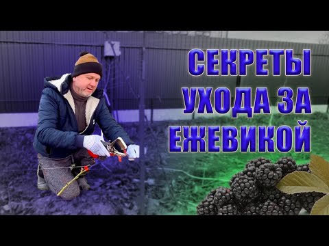 Видео: Весенний уход за лозой ежевики