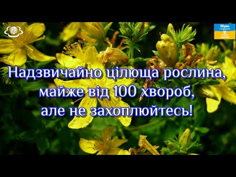 Видео: Надзвичайно цілюща рослина, майже від 100 хвороб, але не захоплюйтесь!