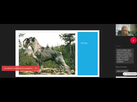 Видео: Евгений Ерусалимский Шнауцер  особенности сложения