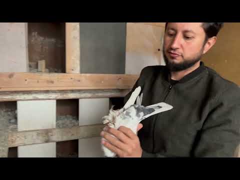 Видео: Едим в гости к голубеводу Равшан город Душанбе Таджикистан 🇹🇯