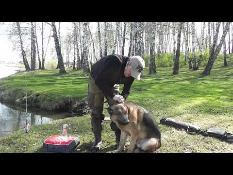 Видео: я и мой хвост.правильно чистим уши собаке.