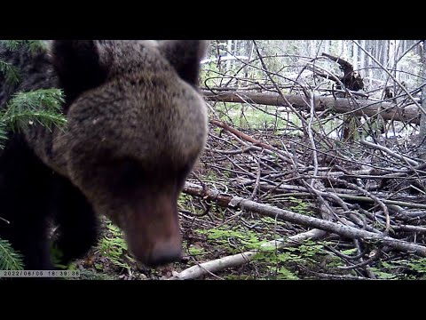 Видео: Кого удалось заснять в тайге на фотоловушку? SUNTEK HC801A. 4 серия. /Поход ФОТОЛОВУШКА Июнь 2022/