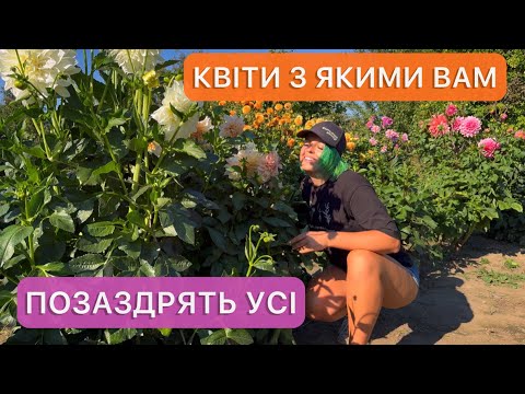 Видео: Як виростити гіганські жоржини. Посадка. Догляд.
