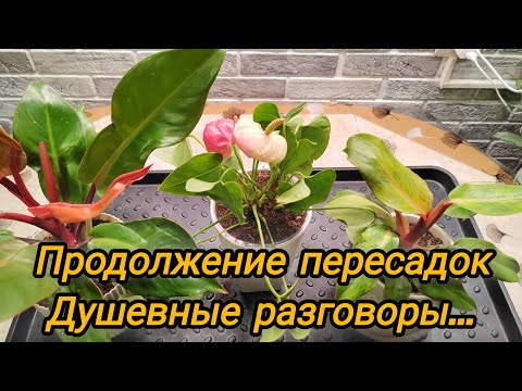 Видео: Продолжение пересадок. Душевные разговоры на цветочные темы...