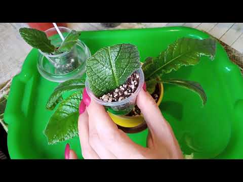 Видео: Стрептокарпусы! Как выращивать Стрептокарпусы? Мой опыт.