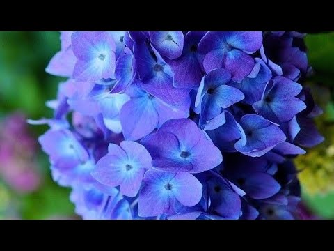 Видео: Гартензия гулун ,остуруу,кобойтуу🌿🌿🌿