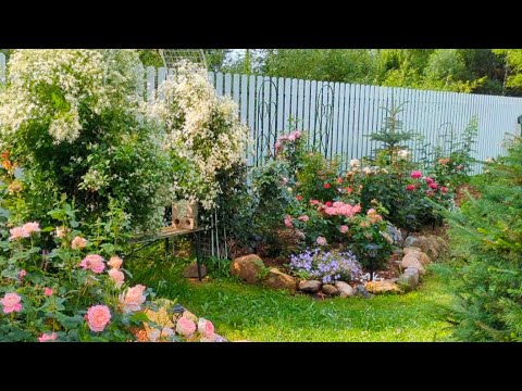 Видео: РОЗЫвая сказка! Вы Розы хотели? Их есть у меня!❤️🌹15 июля 2025 г.