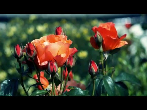 Видео: Porque' исполняет Лаура Дедович