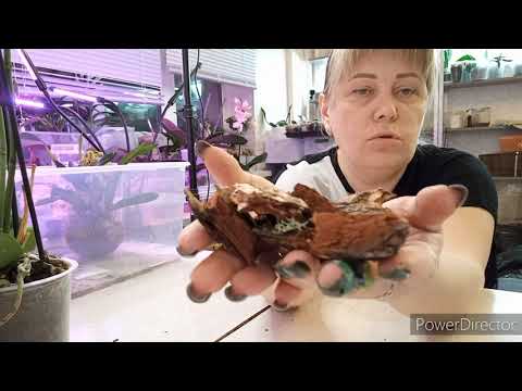 Видео: Кора для Орхидей из ЛЕСА не Обработанная ПЕРЕСАДКА ОЧЕНЬ Красивой Расти будет Лучше