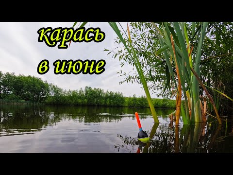 Видео: РЫБАЛКА НА КАРАСЯ В ИЮНЕ. Эксперементы с наживками.