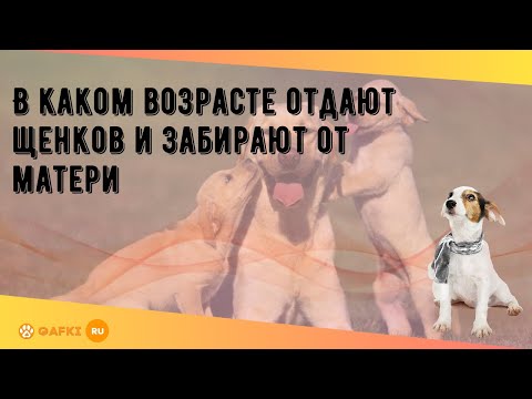 Видео: В каком возрасте отдают щенков и забирают от матери