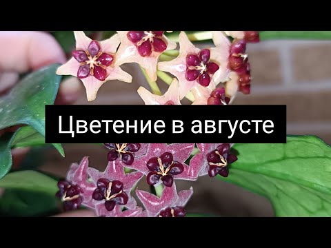 Видео: цветение в августе