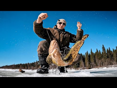 Видео: ПЕРЕОБУЛ КАРАКАТ. ЗА НАЛИМОМ И ХАРИУСОМ. С БАТЕЙ НА РЫБАЛКУ.