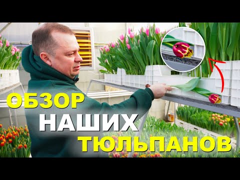 Видео: ОБЗОР НАШИХ ТЮЛЬПАНОВ